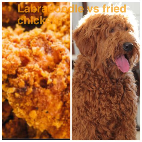 Fried chicken or puppies (i.imgur.com). Labradoodle or fried chicken : labradoodles
