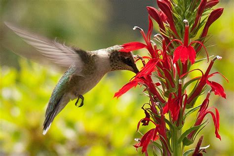 Discover The Top 10 Flowers For Attracting Hummingbirds How To