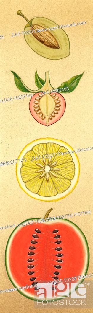 Sections Of Drupes Belladonna Berries Hesperidium Lemon Peponide