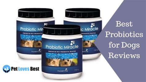 The 11 Best Probiotics For Dogs Of 2021 Reviews We Need Pets
