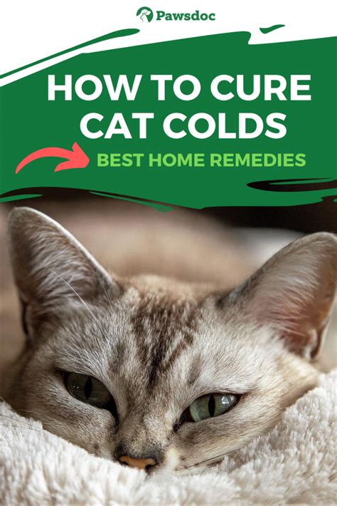 How To Deal With Cat Colds Natural Remedies In 2022 Cat Cold Cat