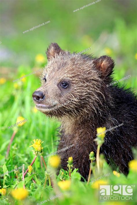 Cute Grizzly Bear Cub In Kootenay National Park Bc Stock Photo