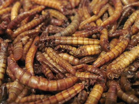 Edible Roasted Mealworms, Farmed in Australia - Edible Bug Shop