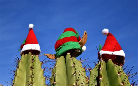 Free Images Cactus Flower Celebration Decoration Color Holiday