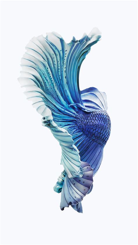 Iphone Fish Wallpapers Free Download Ikan Cupang Binatang Ilustrator
