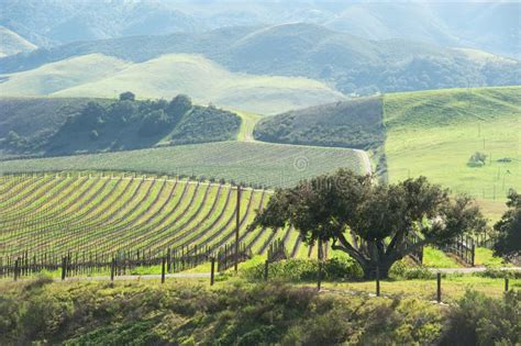 Beautiful Vineyard In The Central Coast Stock Photo Image Of Grapes