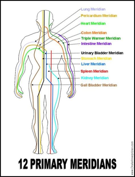 How To Balance Your Chakras Part 1 The Base Chakra Energy Medicine Shiatsu Massage Meridians