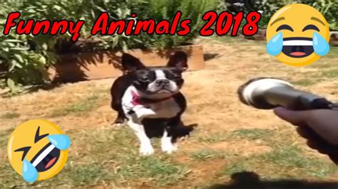 Best Funny Animals Compilation Ever 2018 Try Not To Laugh Challenge