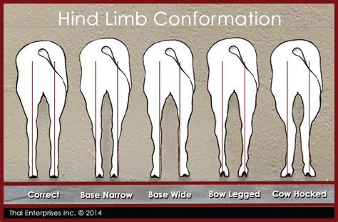 Vitals And Anatomy Horse Side Vet Guide