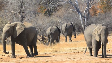 Botswana Investigates ‘mysterious Deaths Of 275 Elephants Nbc Bay Area
