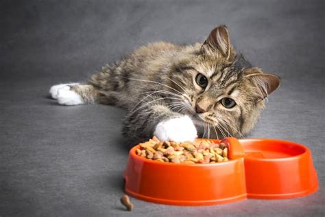 Deboned chicken, deboned turkey, chicken fat, whole dried egg, deboned duck, salmon oil. The 25 Best Dry Cat Foods of 2020 - Cat Life Today