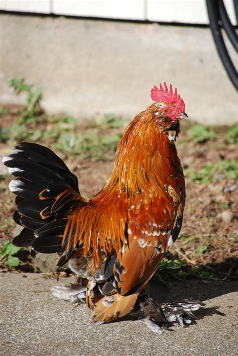 Check spelling or type a new query. Murray McMurray Hatchery - Photo Gallery Detail
