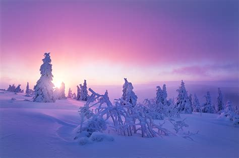 Winter Snow Nature Purple Wallpapers Hd Desktop And Mobile Backgrounds