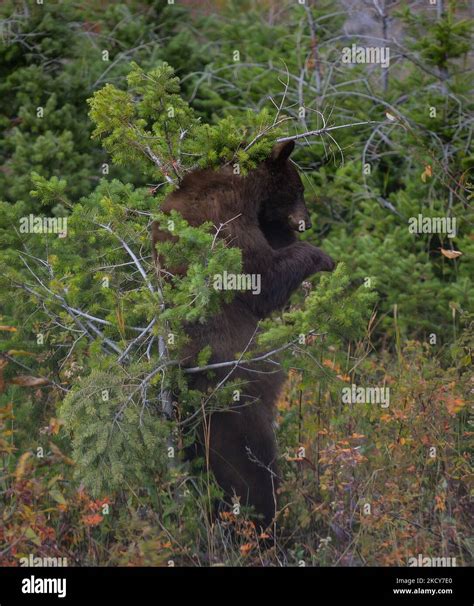 American Black Bear Rubbing Against A Tree Seen At Waterton Lakes