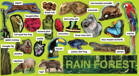 Amazon Rainforest Animals Names