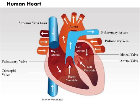 0514 Human Heart Medical Images For Powerpoint 2 Powerpoint