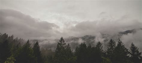 Free Stock Photo Of Clouds Fog Forest