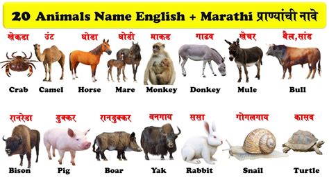 20 Animals Name English And Marathi 20 प्राण्यांची नावे इंग्रजी व