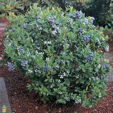 Premier Rabbiteye Blueberry Bush On Sale The Planting Tree
