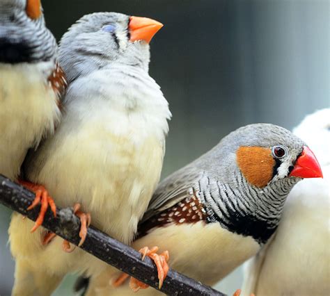 Differences Between Males And Female Zebra Finches Zebra Finch
