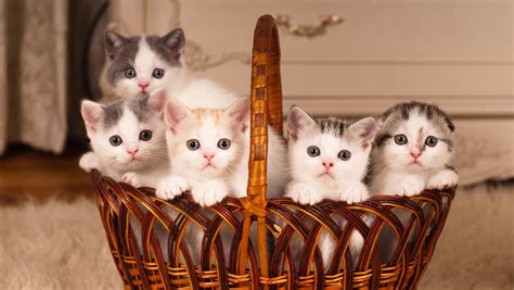 Kittens In A Basket Pics