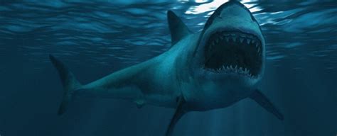 The Creature That Killed Off The Giant Megalodon Might Still Live In