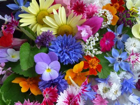 | angelica, anise hyssop, annuals, basil, bergamot, borage, calendula, catmi. 68 Edible Flowers for Beauty, Flair, Food and Health ...