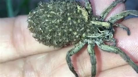Queensland Woman Picks Up Wolf Spider Carrying Hundreds Of Babies On
