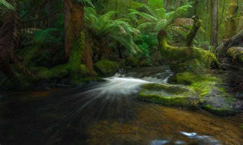 Australia Creek Fern Forest Greenery Rainforest Stream Tasmania