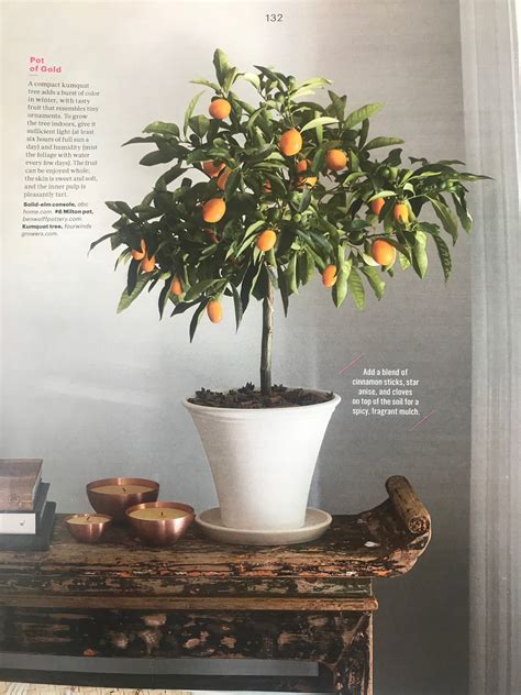 Pin By Angela Luna On Indoor Garden Flowers Kumquat Tree Citrus