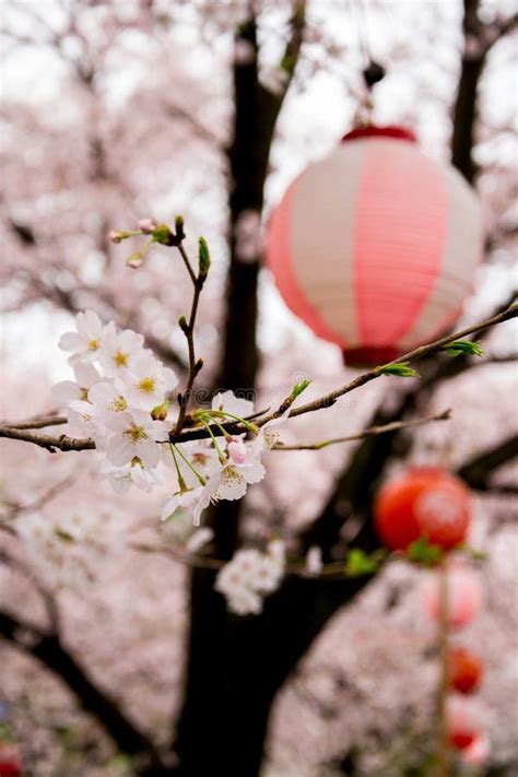 Cherry Blossoms And Sakura Festival Lanterns Along Shingashi River