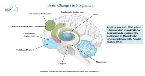 The Amazing Brain Changes In Pregnancy Preparation For Motherhood
