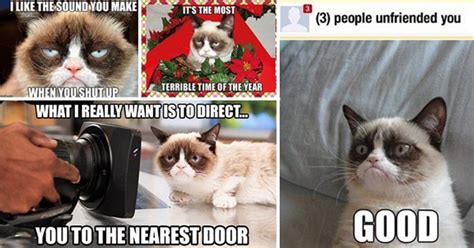 The 30 Most Iconic Grumpy Cat Memes Metro News