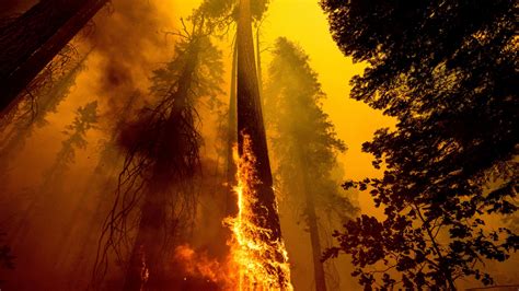 California Wildfires Torch Thousands Of Giant Sequoia Trees Wgn Tv