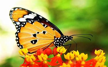 Image result for trang hình động hoa và chim đẹp