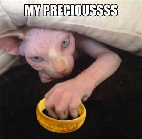 Pin By Gio R On Humor Funny Cat Pictures Hairless Cat Cat Memes
