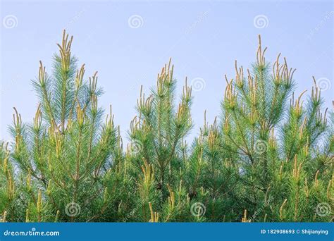 Chinese Red Pine Stock Image Image Of Trees Tree Sprouting 182908693