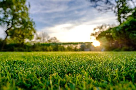 Grass Sunset Mcmullen Landscaping