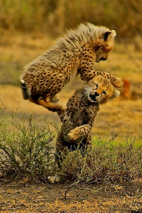 17 Best Images About Cheetahs On Pinterest Friendship