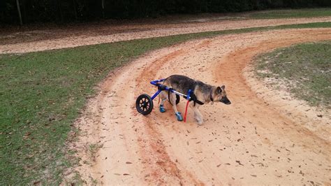 How To Take Care Of Your Paralyzed Dog Firstvet