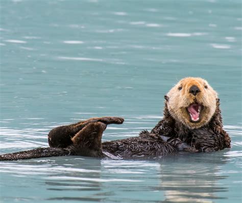 7 Things You Might Not Know About Sea Otters Wiseoceans