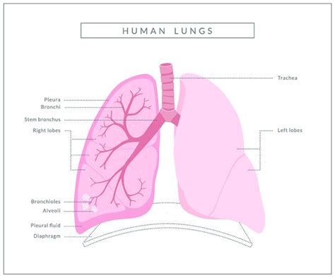The Lungs Queensland Health