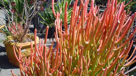 Firestick Plant How To Grow And Care Flowers Care Guide
