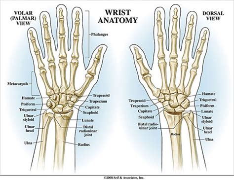 We did not find results for: human hand bones anatomy - Pesquisa Google | Wrist anatomy ...