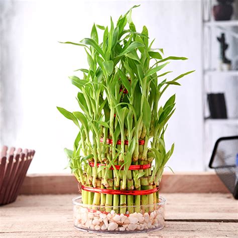 6 Useful Vastu Tips For Indoor Plants Blog Myflowertree