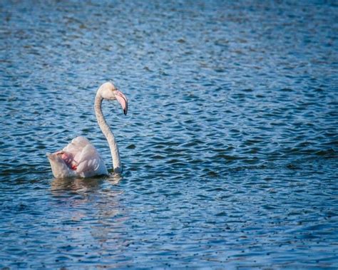 The Rare Albino Flamingo Faqs Of This Beautiful Bird 6 Images