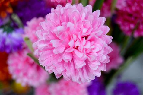 Beautiful Pink Flower Free Photo Download Freeimages