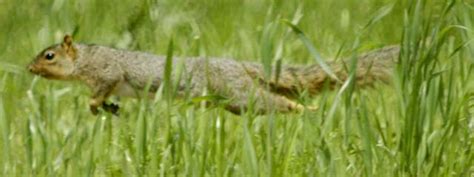 Foxes are able to run between 30 and 40 miles per hour at their fastest depending on the breed. Fox Squirrel