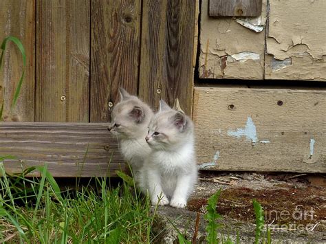 curious kittens photograph by rain shine fine art america