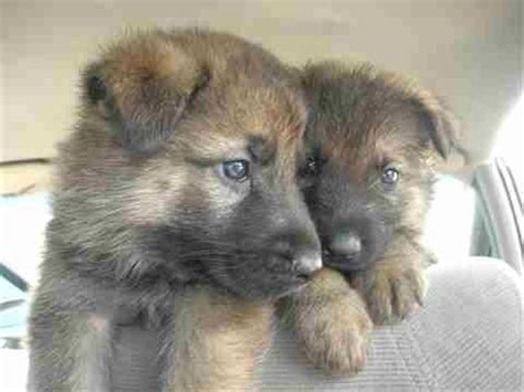 > community events for sale gigs housing jobs resumes services. 8 week old male pups in sf- craigslist | German shepard puppies, Puppies, Dogs and puppies